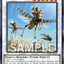 CORI-AE109 Desert Locusts